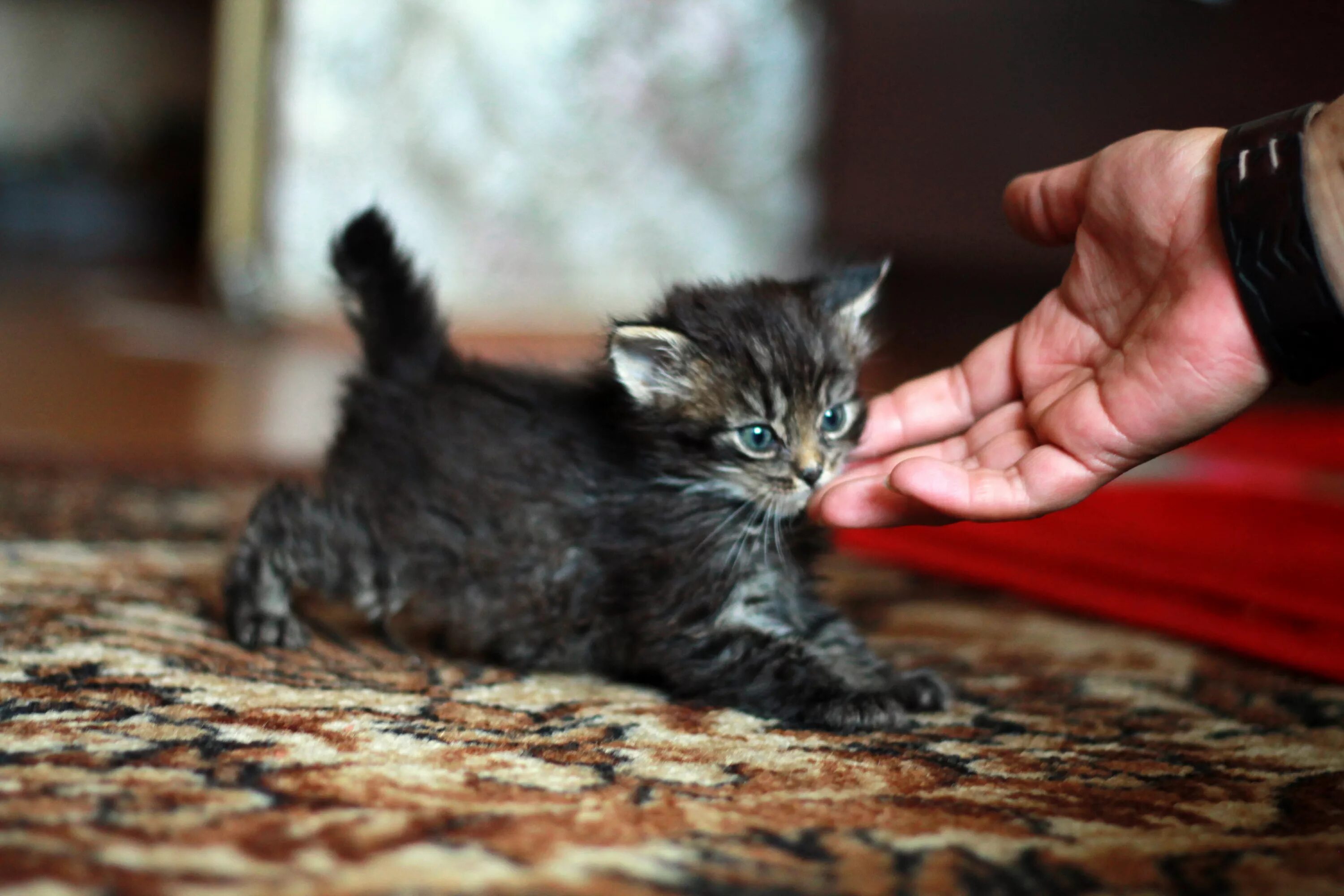 Котенок крошка. Котенок Кроха. Кот в крошках. Мастер класс крошка котёнок 8 см.