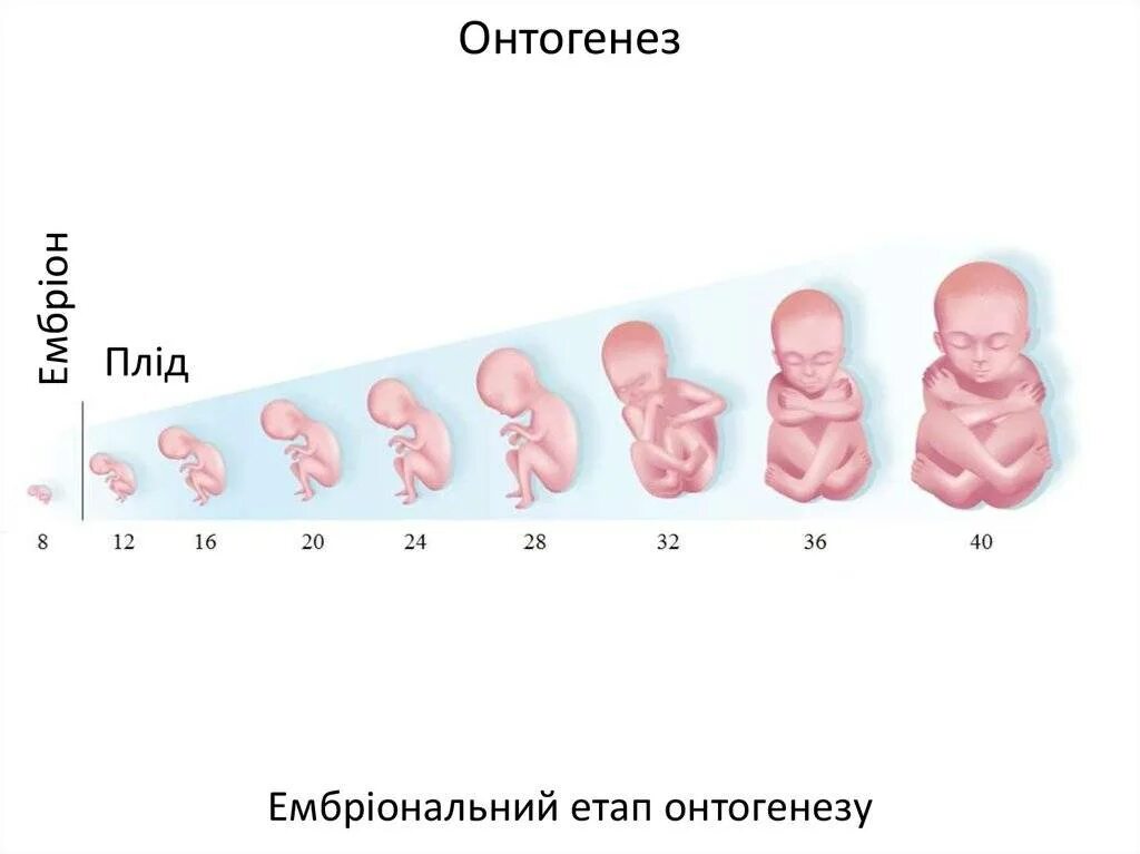 Эмбрион в 12 недель беременности размер плода. Размер плода на 12 неделе беременности в см. Какого размера эмбрион на 12 неделе беременности. Размер эмбриона на 12 неделе беременности. 13 1 неделя беременности