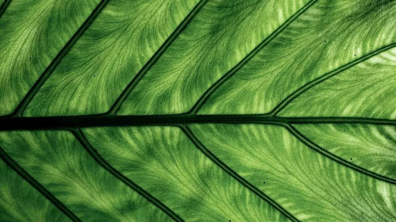 Купить зеленый лист. Тропические листья. Зеленый лист. Красивые листья. Обои листья.