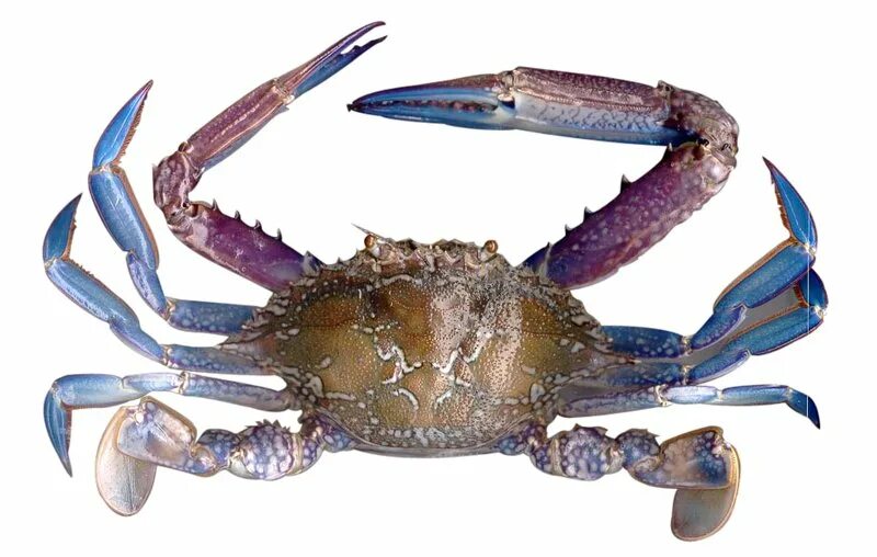 Фиш краб. Краб портунус. Portunus trituberculatus. Краб тудротс. Blue swimmer Crab.