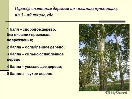 Дерево состояние вещества
