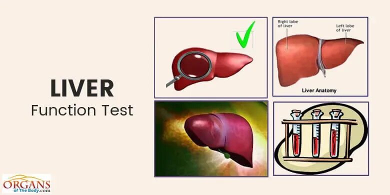 Liver function