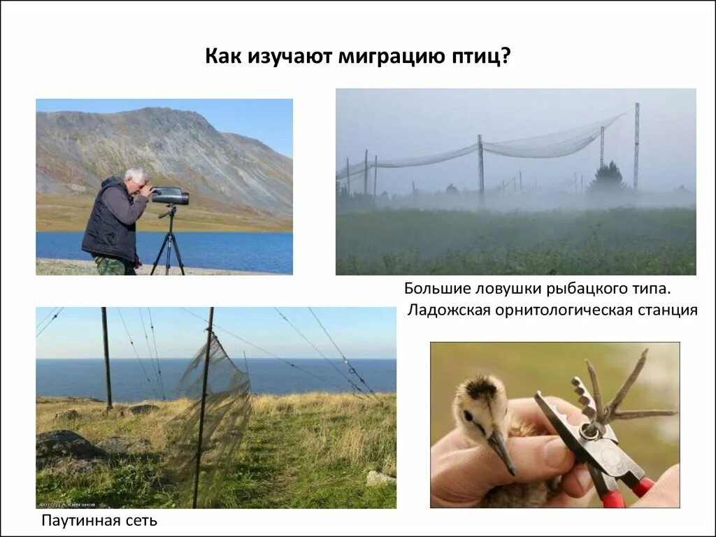 Для изучения какой птицы было использовано кольцевание. Исследование для птиц оборудование. орнитологическая станция. орнитологическая сеть. оборудование для изучения птиц.