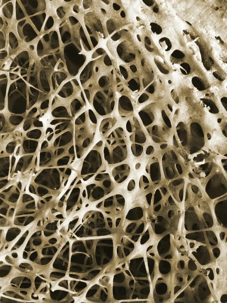Scientists make no bones about first study of osteocyte cultures on Space Statio