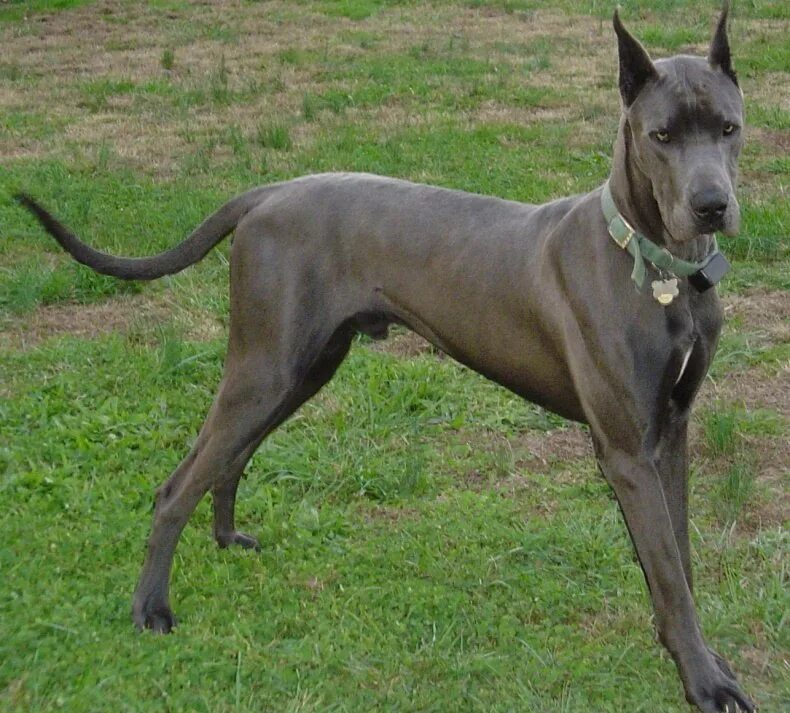 Королевский дог голубого окраса. Сер догу. Английский королевский дог. Сер догу. Сер догу.