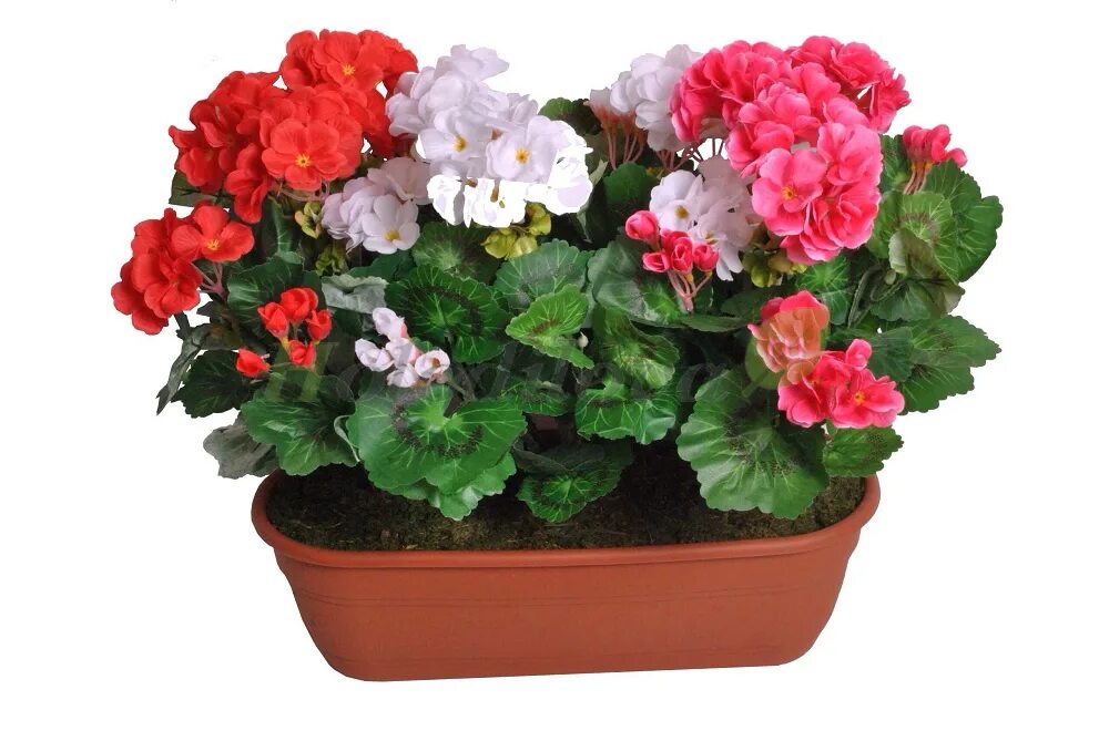 каланхоэ герань. пеларгония горшечная. пеларгония kattbos anna. пеларгония инспайр микс. пеларгония в кашпо.