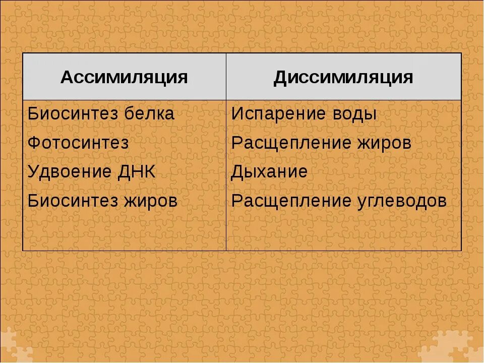 Ассимиляция и диссимиляция. Процессы ассимиляции и диссимиляции. Ассимиляция примеры биология. Процессы ассимиляции и диссимиляции веществ.. Диссимиляция в биологии