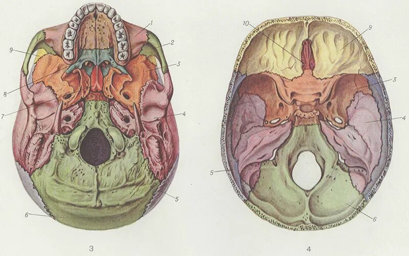 Основание черепа анатомия. Кости основания черепа анатомия. Внутреннее основание черепа анатомия. Наружнее основание черепа анатомия. Мозговое основание черепа