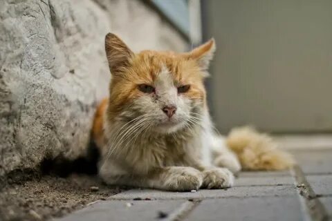 Фото бездомных кошек