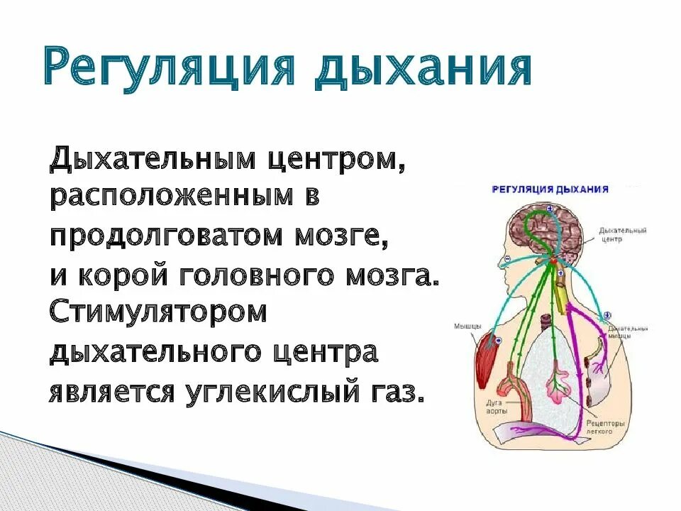 Содержит дыхательный центр отдел мозга. Дыхательный центр нервная и гуморальная регуляция дыхания. гуморальная регуляция дыхания схема. регуляция дыхания дыхательный центр. дыхательная система человека регуляция дыхания.