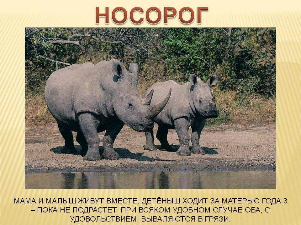 Носорог внесен в красную книгу. Презентация на тему носороги. носорог интересные факты. интересные факты о белом носороге. белый носорог презентация.