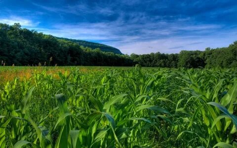 Среда обитания кукурузы
