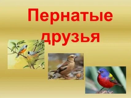 Пернатые друзья