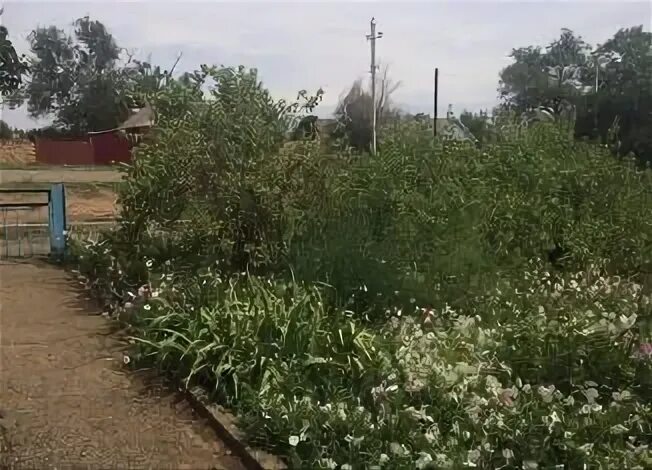 Погода лиман ставропольский край. Село Лиман Ставропольский край. Село Лиман Ипатовский район. Село Лиман Ставропольский край Ипатовский. Ипатово поселок Лиман.