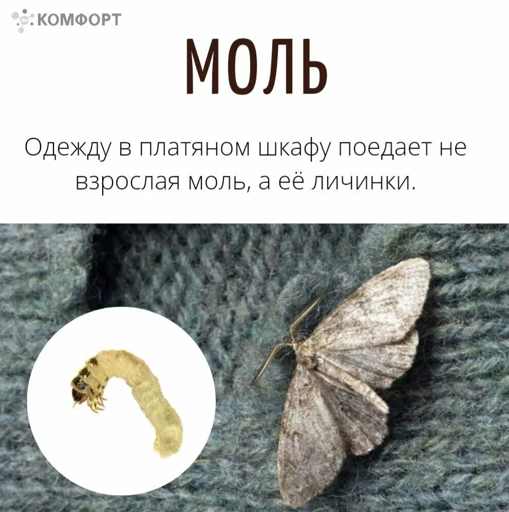 Моль платяная. Моль в шкафу. Моль одежная. Личинка моли платяной.