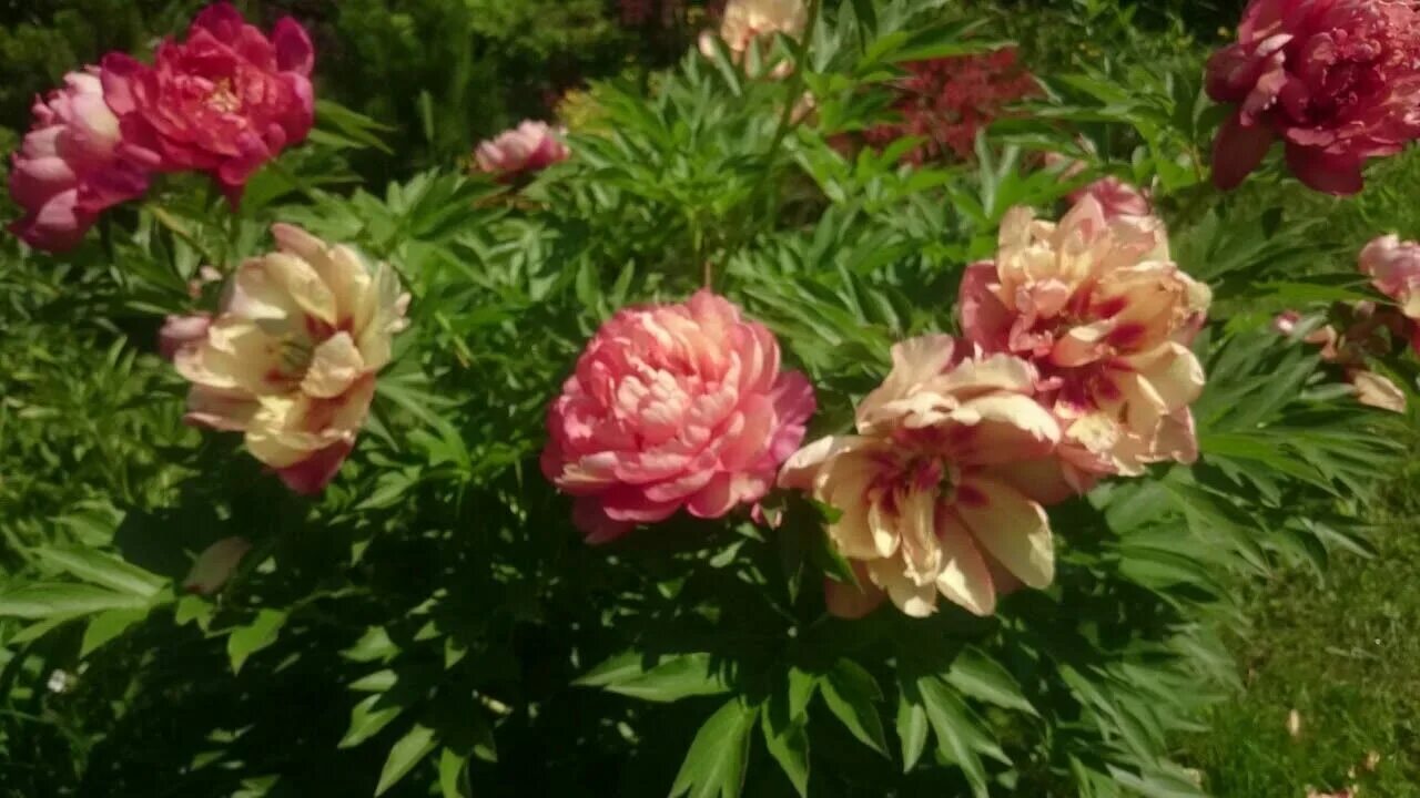 Magical mystery tour пион. Пион itoh magical mystery tour. Paeonia itoh magical mystery tour. Пион мистери. Пион ито magical mystery.