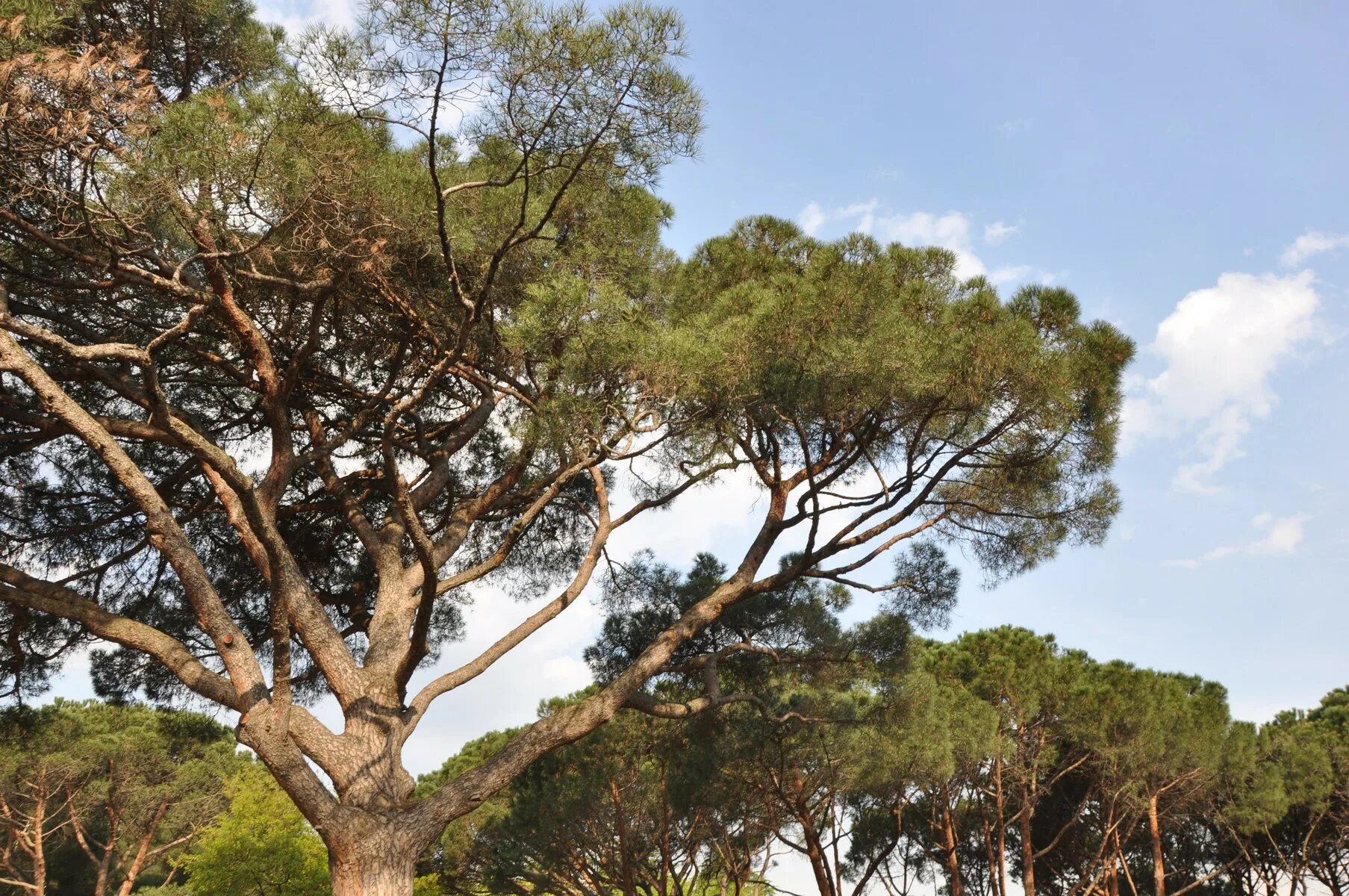 Пиния это. Пиния (Pinus pinea). Сосны пинии Португалия. Сосна Pinus pinea. Итальянские сосны пинии в Италии.