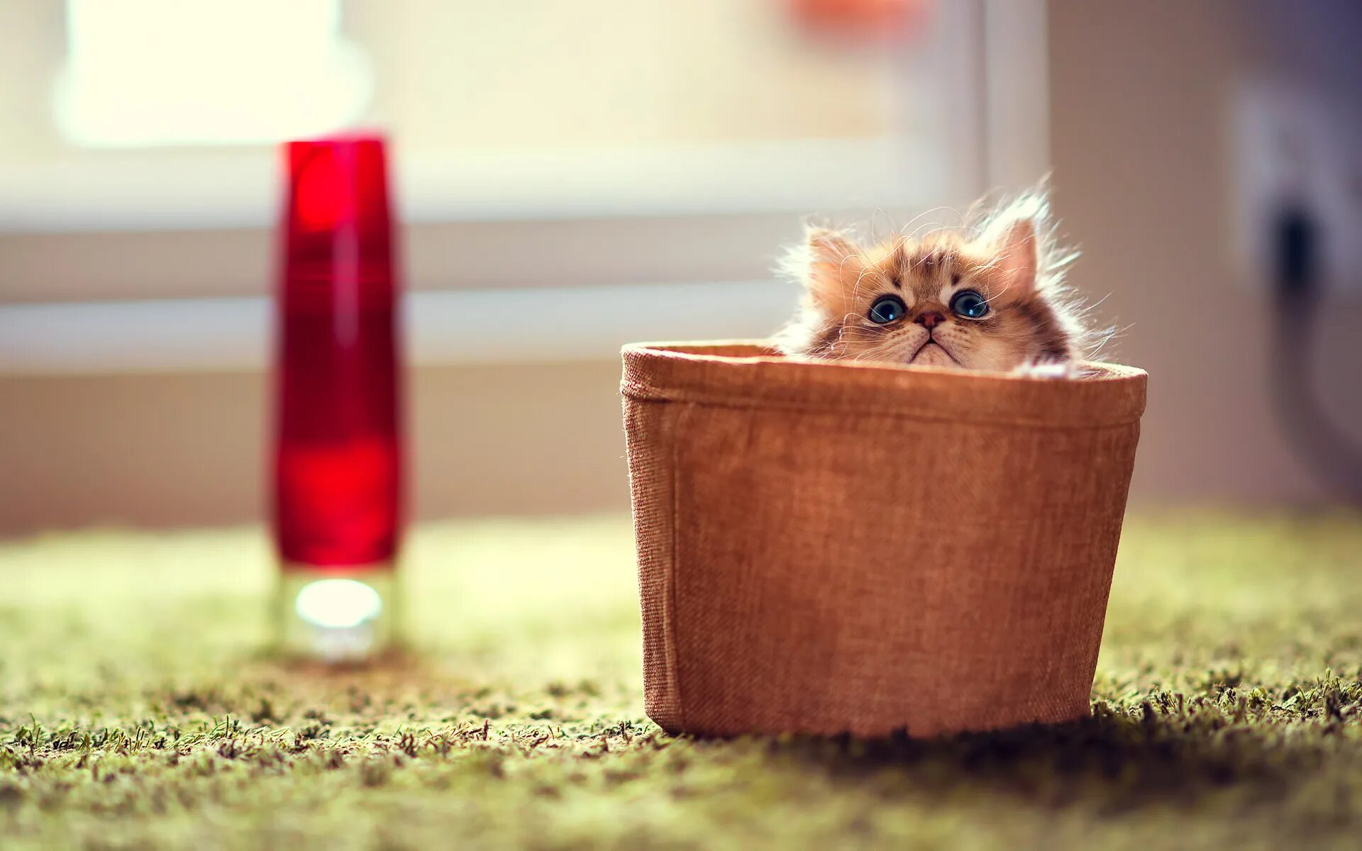Самые милые фотки. Милый котенок. Самые милые котята. Маленький котенок. Самые милые котики в мире.