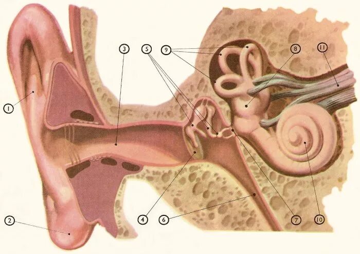 Барабанной перепонкой и внутренним ухом. Внутри.