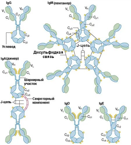 Иммуноглобулин igm igg. IGM строение иммуноглобулина. Строение иммуноглобулина м. Структура иммуноглобулина м. Иммуноглобулин m строение.