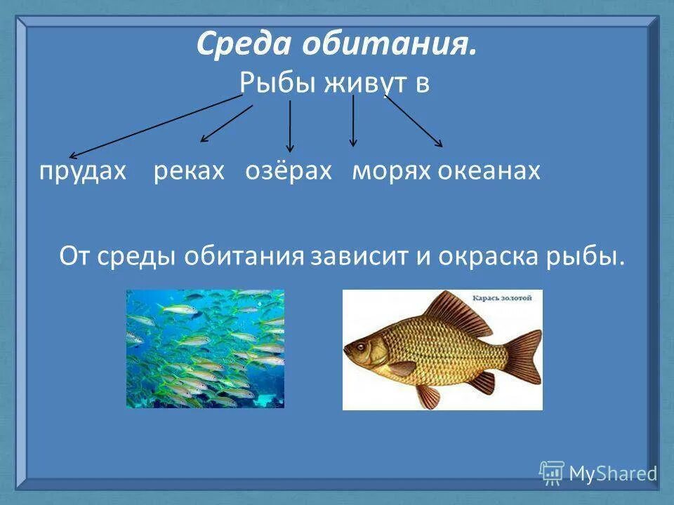 Карась среда обитания водная. Рыба для презентации. Презентация на тему рыбы. Презентация рыбы для дошкольников. Сообщение на тему рыбы.