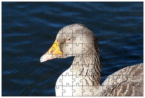 Отзывы duck