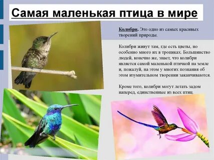 В какой среде обитает колибри