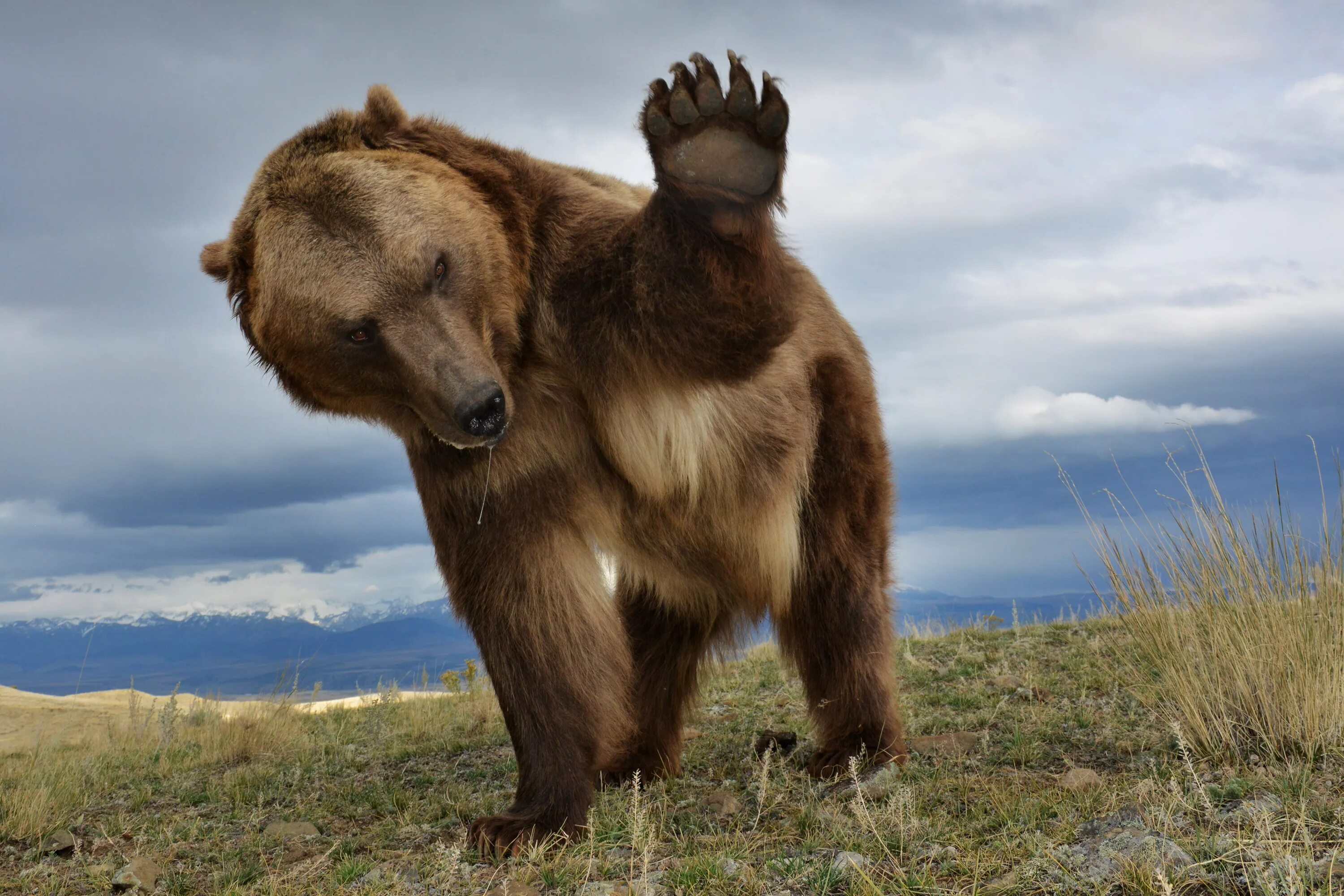 Гризли североамериканский бурый медведь. Европейский бурый медведь. Северная америка медведь гризли. Гризли материк. Северная америка медведь гризли.