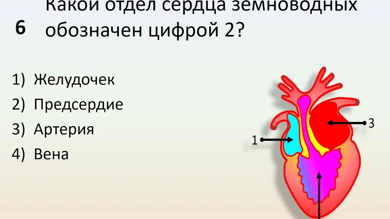 Схема строения сердца земноводного. Схема строения сердца земноводных. Строение сердца земноводные рисунок. Строение отделов сердца земноводных.