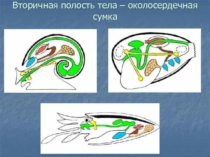 Полость тела моллюсков вторичная