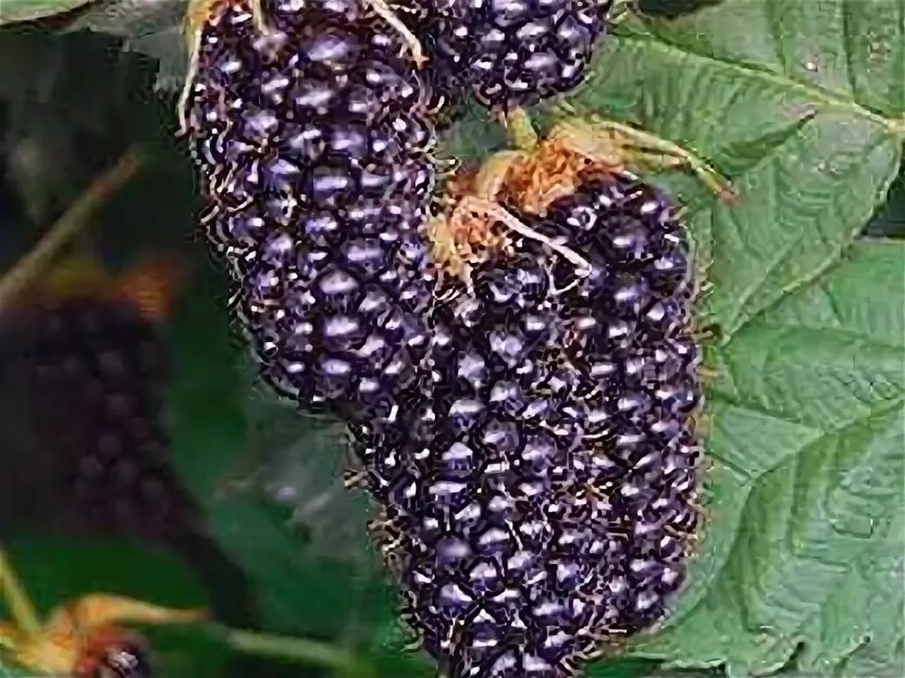 Ежевика коламбия стар. Ежевика сорта коламбия стар. Тутовник. Ежемалина блэкберри. Ежевика лох тей.