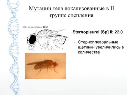 Наличие щетинок