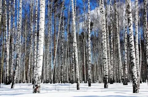 Кострома ул березовая роща