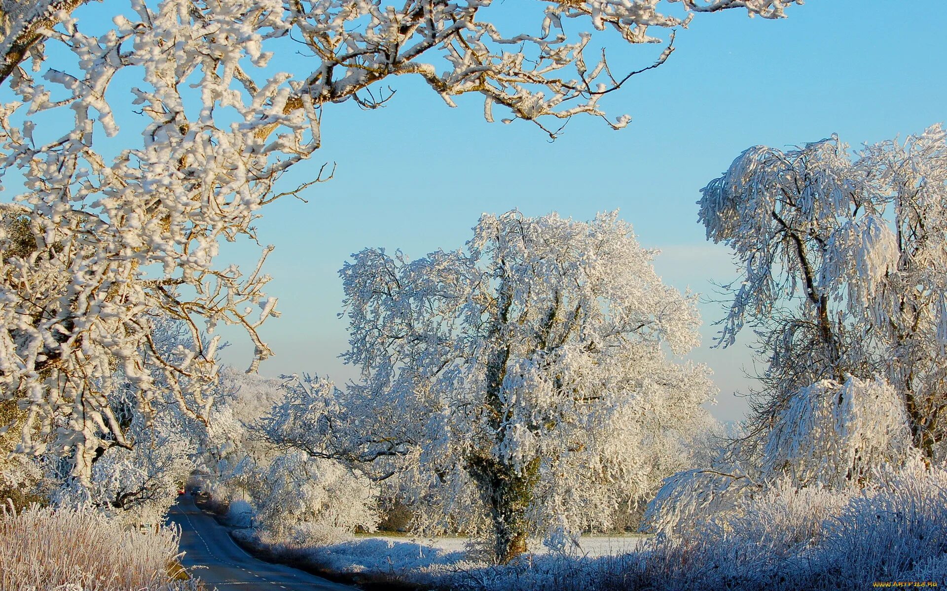 Зима красивые деревья. Иней на деревьях. Зимняя природа. Зимнее дерево.