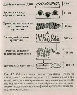 Метафазный хроматин
