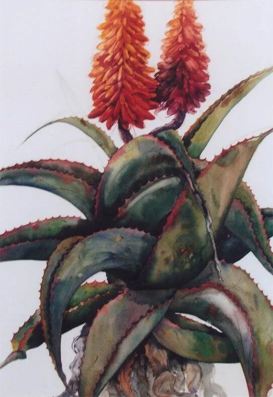 Нарисовать алоэ. Злое алоэ. Алоэ агава. Алоэ danny's. Алоэ акварелью.