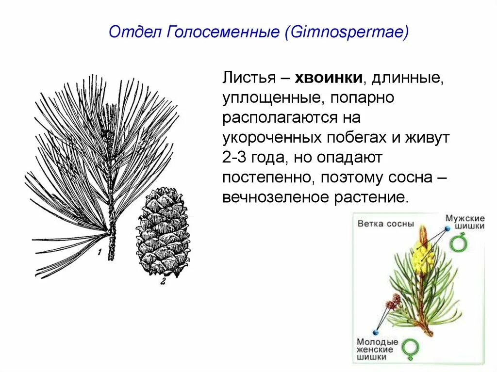 Каково строение голосеменных. Хвоинки сосны обыкновенной рисунок. Голосеменные растения побег сосны. Укороченный побег сосны с хвоинками. Листья хвоинки Голосеменные.