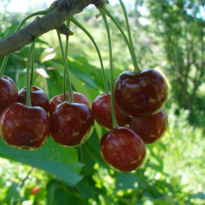 Вишня сорт Шпанка Донецкая. Сорт вишни Шпанка. Черешня Шпанка. Вишня черешня Шпанка.