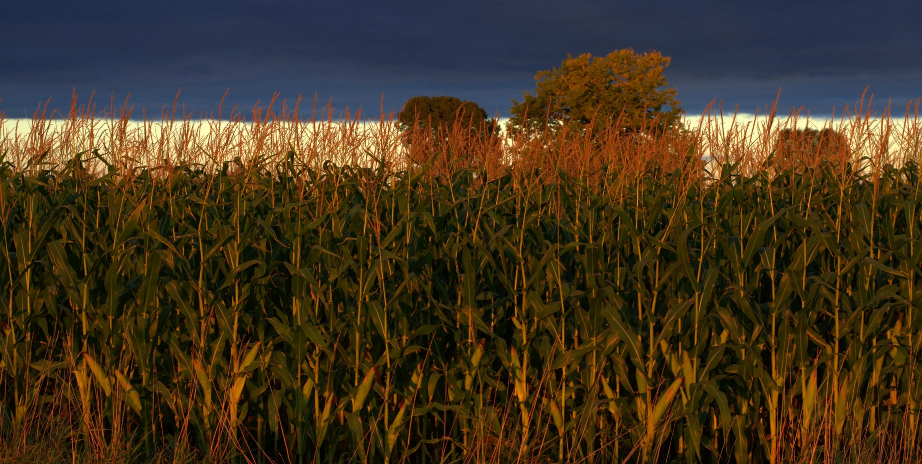 Row fields