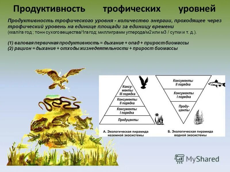 Организмы 1 5 трофических уровней. Трофический уровень экологической пирамиды. Пищевые цепи и трофические уровни экосистем. Трофические уровни экосистемы. Трофические уровни биогеоценоза.