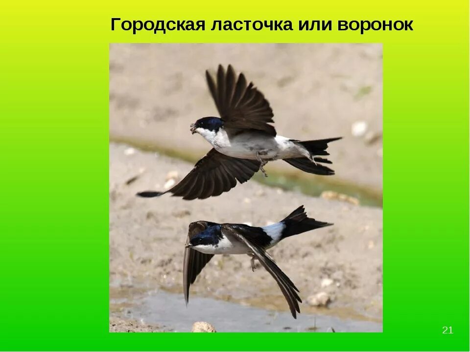 Имя ласточки. Ласточки низко летают к дождю. Название команды ласточки. Ласточки прилетают весной.