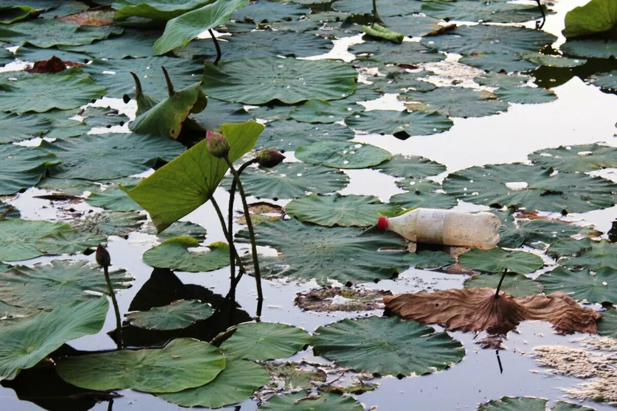 Загрязнение природных водоемов. Загрязнение речки. Загрязненные реки. Канадская экологическая катастрофа в онтарио. Сарно река грязная.