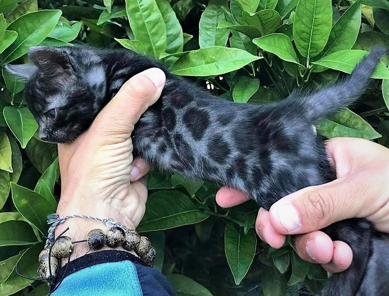 Как дать кошке уголь