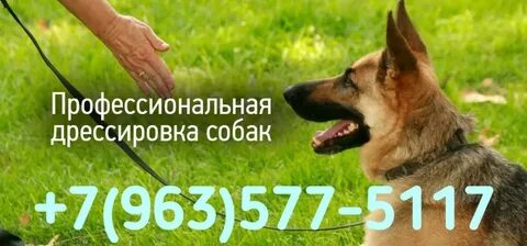 Коррекция поведения собаки