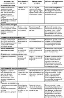 К какой системе органов относится артерия