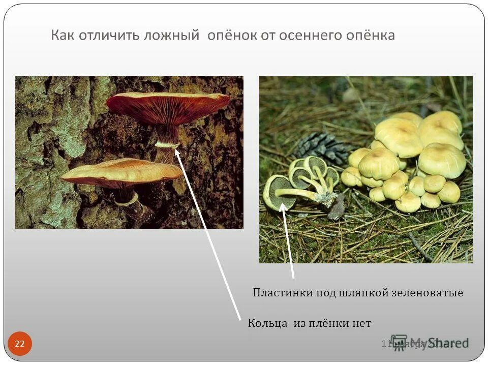 Как отличить ложные. Опята луговые ложные. Полевые опята ложные. Опята луговые отличить от ложных. Ложный опенок строение.