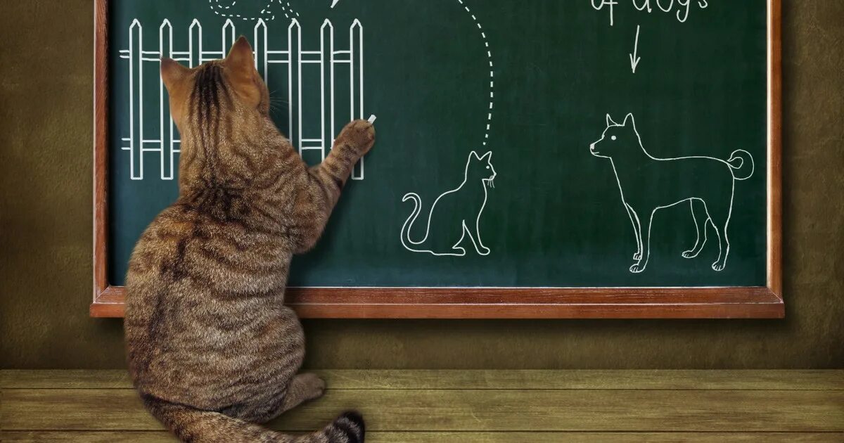 Кот учитель. Котики учатся в школе картина. кошка училка. кот школьник.