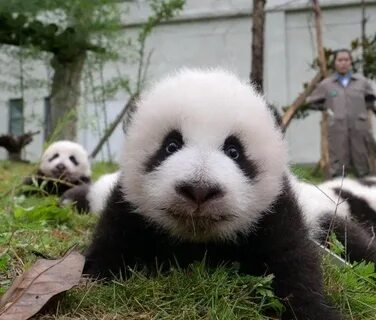 Pandas get
