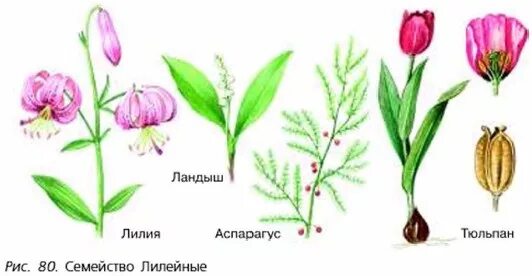 Тюльпан строение листа. Лилейные плод тюльпана. листья лилейных. семейство лилейные рисунок плода.
