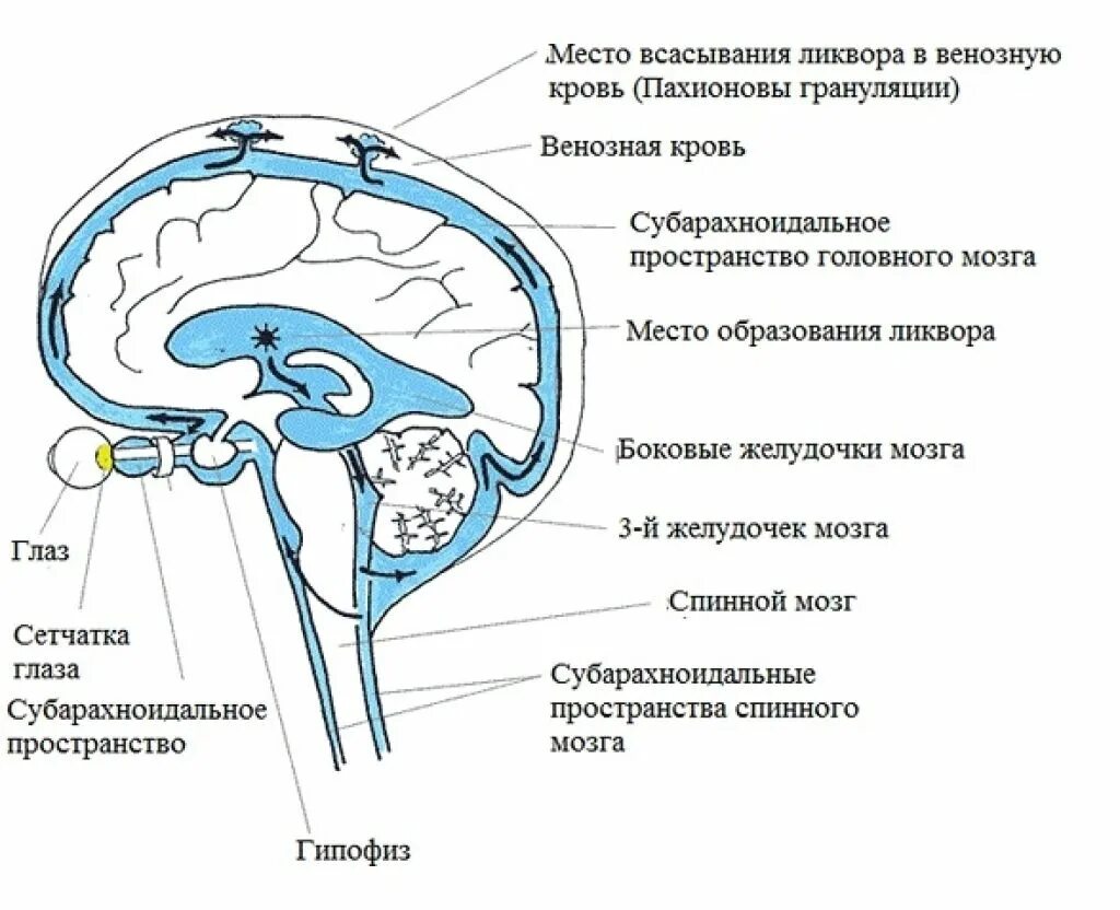 Схема циркуляции спинномозговой жидкости. Движение ликвора в головном мозге схема. Схема системы циркуляции цереброспинальной жидкости.. Расширение наружных ликворных пространств головного мозга.